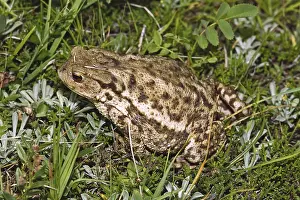 Common Toad Imprime: Common Toad, Bufo Bufo, Common Toad