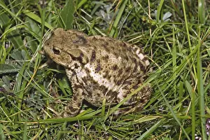 Common Toad Imprime: Common Toad, Bufo Bufo, Common Toad