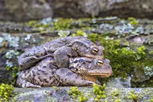 Common Toad Mating Imprime: Common toad (Bufo bufo), mating