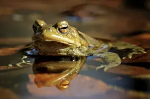 Germany Animal Photography Imprime: Common Toad (Bufo bufo) on spawning grounds