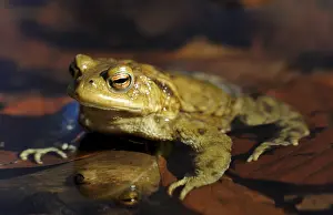 Common Toad Imprime: Common Toad (Bufo bufo) on spawning grounds