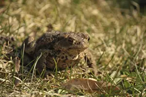 Common Toad Imprime: A common toad on grass