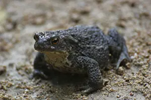 Common Toad Imprime: A common toad on sandy ground
