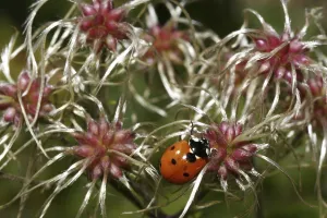 Flowering Plant Species Imprime: Common Vine