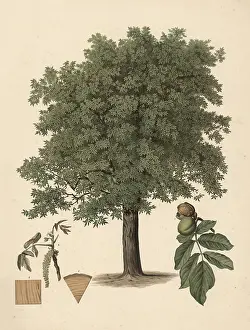 Educational Institution Signboard Imprime: The common walnut, or walnut tree