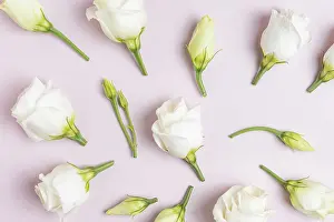 Pink Background Imprime: Composition with beautiful eustoma flowers on ppink background