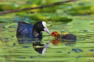 Juvenile Waterfowl Images Imprime: Coot