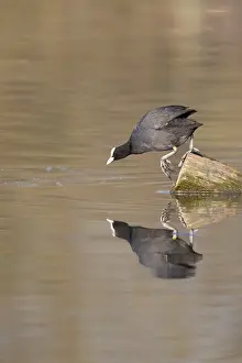 Coot In Germany Imprime: A coot reflected in the water surface