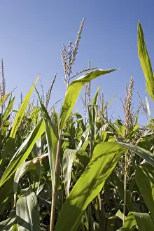 Corn Harvest Imprime: Corn