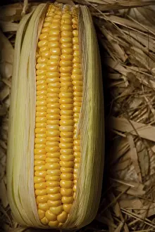 Agricultural Crop Image Imprime: Corn On The Brown Background