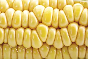 Close Up Corn Imprime: Corn, closeup