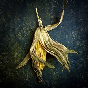 Plain Background Plants Imprime: Corn on the cob