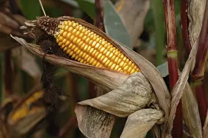 Close Up Corn Cob Imprime: Corn cob