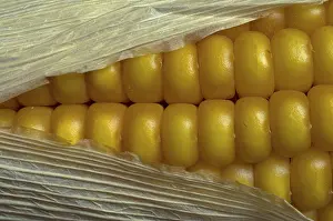 Close Up Corn Imprime: Corn on the cob, detail