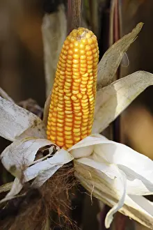 Daytime Agricultural Crop Imprime: Corn cob
