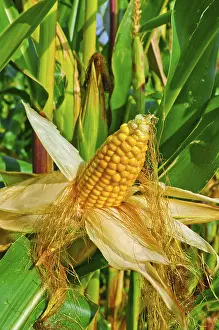 Open Air Nature Scenes Imprime: Corn on the cob
