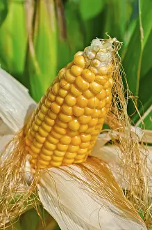 Corn On The Cob Image Imprime: Corn on the cob