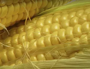 Vitamin Rich Vegetables Imprime: Corn cobs