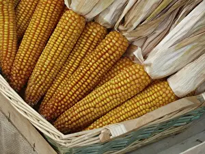 Corn On The Cob Image Imprime: Corn on the corn cob