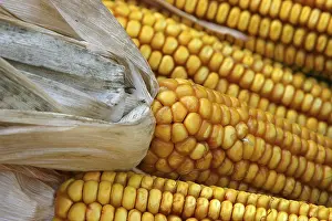 Sweet Corn Photography Imprime: Corn on the corn cob