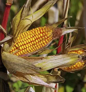 Agricultural Landscapes Imprime: Corn on the corn cob, corn 01