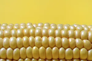 Sweet Corn Photography Imprime: Corn corn cob with yellow background