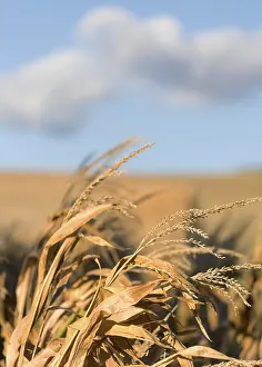 Cornfield Landscape Photo Imprime: Some corn in the field