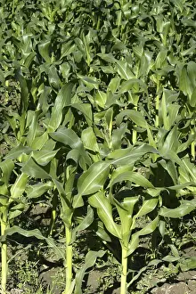 Mediterranean Agriculture Imprime: Corn fields growing up in Spain