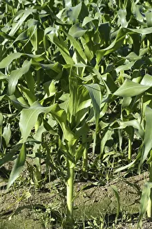 Maize Cultivation Europe Imprime: Corn fields growing up in Spain