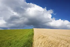 Blue Sky Agriculture Imprime: Corn and grass fields against blue