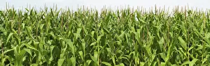 Fodder Maize Cultivation Imprime: Cornfield