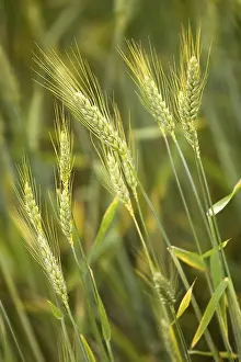 Agrarian Farming Practices Imprime: Cornfield