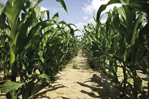 Grain Field Imprime: Cornfield