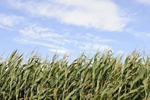Abandoned Farm Field Imprime: Cornfield