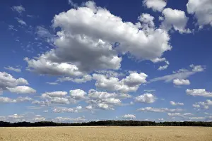 Deserted Farmland Imprime: Cornfield with clouds