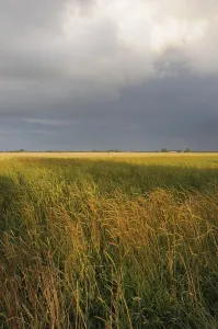 Cloudy Sky Scenery Imprime: Cornfield, grain, field, fields