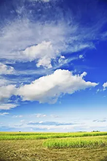 Agricultural Crop Field Imprime: Cornfield and sky