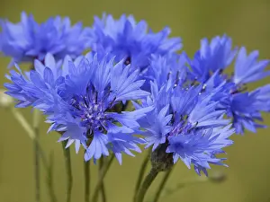 Deserted Farmland Imprime: Cornflower