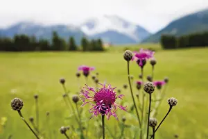 Nature Reserve Europe Imprime: Cornflower oder Bluebottle (Centaurea cyanus)