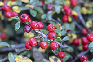 German Plants Imprime: Cotoneaster (Cotoneaster horizontalis)