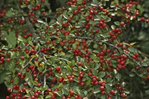 Open Air Landscape Photography Imprime: Cotoneaster horizontalis, cotoneaster