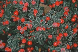 Hoarfrost On Plants Imprime: Cotoneasters (Cotoneaster), berries