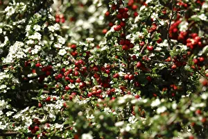 Central European Bushes Imprime: Cotoneasters (Cotoneaster), May, Germany