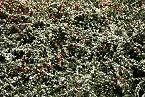 Empty Open Air Scenes Imprime: Cotoneasters (Cotoneaster), May, Germany