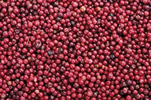 Full Frame Studio Shots Imprime: Cranberries, full frame