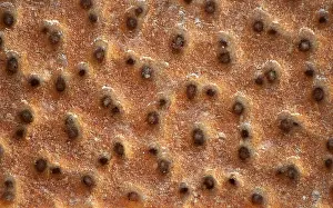 Low Calorie Diet Food Imprime: Crispbread