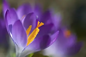 Early Flowering Plant Imprime: Crocus
