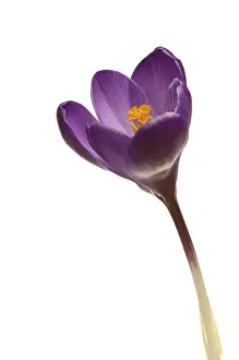 Botanical Photography Imprime: Crocus (Crocus)