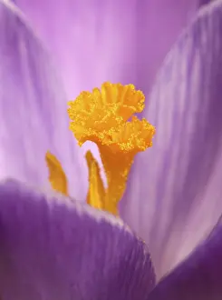 Close Up Crocus Flower Imprime: Crocus (Crocus)