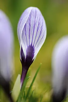 Crocus Flower Imprime: Crocus (Crocus)